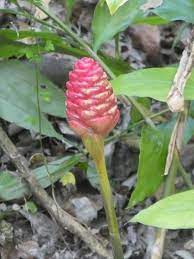 Pinecone Ginger Edible Medicinal And Pretty Too Real Estate Chronicleonline Com Ginger Plant Edible Landscaping Flower Care