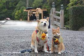 柴犬與花貓 這麼噴鼻血的組合太犯規了 cute animals unlikely animal friends orange tabby cats