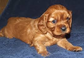Cavalier king charles spaniel puppies for adoption in ohio. Ruby Cavalier King Charles Spaniel Puppy 598541 Puppyspot