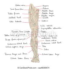 Front leg musclevtendon ~ anatomy stock images | lower leg. Leg Muscles Front Color Hand Drawn Illustration Of The Leg Muscles Isolated On White Artistic Anatomy Graphic Study Canstock