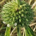 Image result for Leucas tettensis