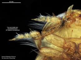 Image result for Macrotyloma ellipticum