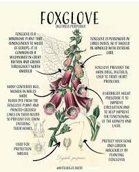 Pin By Lucille Giardino On Which Witch In 2021 Foxglove Magic Herbs Green Witchcraft
