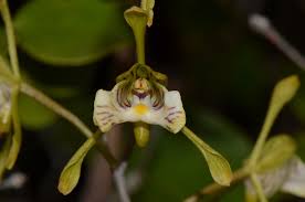 Image result for Oeceoclades decaryana