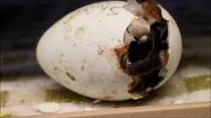 It does not take long for a penguin to lay an egg. Audubon Aquarium Penguin Chick Sassafras Hatches From Egg Youtube