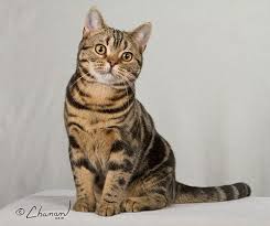 American Shorthair Black And Grey Cat Lynzkatz Cattery American Shorthairs Purebred American Shorthair American Shorthair Cat American Shorthair Black American Shorthair