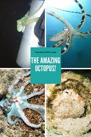 Have You Watched My Octopus Teacher Meet My Favorite Octopuses Travels With Tam In 2021 Marine Life Monterey Bay Aquarium Underwater Photography
