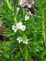 Image result for Myoporum