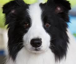 We do not currently have smooth collie puppy's ready for their forever homes. Border Collie Dog Breed Information Center
