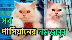 See the approximate price in your currency using today's exchange rates. Persian Cat Persian Cat Price In Bd Katabon Animal Market Cat Bd Kitten Price In Bangladesh Youtube