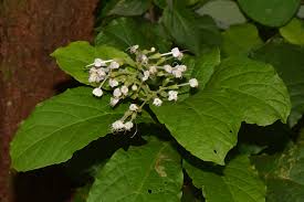 Image result for Clerodendrum tanganyikense
