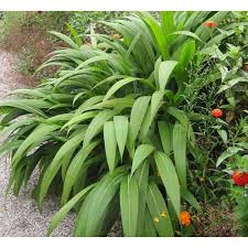 Image result for Setaria grandis