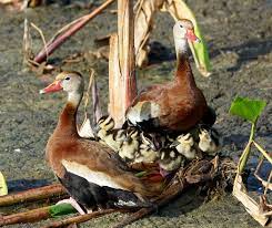 We did not find results for: Breeding Black Bellied Whistling Duck Dendrocygna Autumnalis Birds Of The World