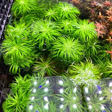 Image result for Syngonanthus angolensis