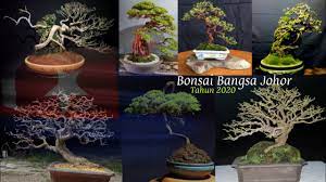 We did not find results for: 12 Jenis Pokok Boleh Di Jadikan Bonsai Youtube