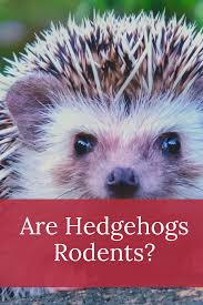 Are Hedgehogs Rodents Hedgehog Facts Herbivorous Animals Hedgehog