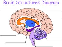 English as a second language (esl) grade/level: Brain Facts Important Parts Of The Brain