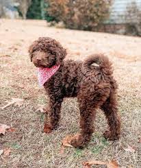 Check spelling or type a new query. All Goldendoodle Colors And Patterns Explained With Pictures