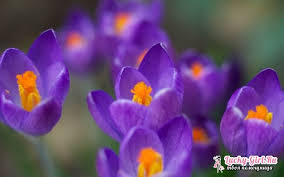 What are purple flowers called. Purple Flowers Species The Flowers Are Purple Names Descriptions Meaning Of Purple Colors