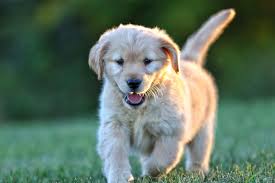 If you are interested in new golden retriever puppies for sale in washington or oregon, or in setting up. We Meadow Grace Goldens Registered Golden Retrievers Facebook