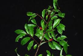 Image result for Aneulophus africanus