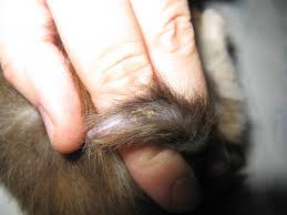 It's called stud tail (or feline tail gland hyperplasia in veterinary terms) because it's much more common in unneutered male cats, but it's not unheard of in other cats as well. Kitten Losing Hair On Tail Online
