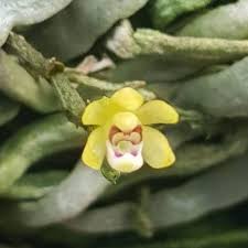 Image result for Taeniophyllum