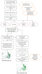 Image result for Gilbertiodendron dewevrei