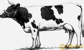 Kulit kuda belang adalah putih yang bergaris hitam. Lembu Baka Kholmogory Apa Dia Ladang