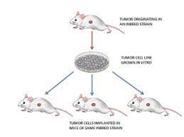 Reliable and tractable animal models of prostate cancer are needed in order to help better understand the molecular mechanisms of disease progression. Syngeneic Cell Lines Derived Tumor Models Creative Biolabs