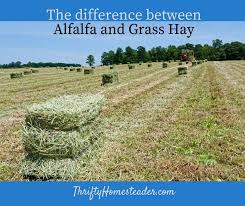 What does alfalfa honey look like? What S The Difference Between Alfalfa And Grass Hay The Thrifty Homesteader