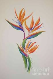 Bird Of Paradise Drawing Png Bird Of Paradise Bird Of Paradise Tattoo Paradise Tattoo Bird Watercolor Paintings
