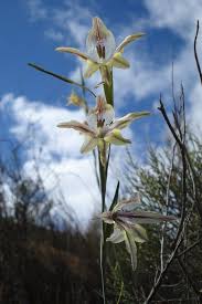 Image result for Gladiolus permeabilis