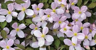 Hardy to usda zone 5 the species (c. Planting Clematis Montana Rubens My Beautiful Garden Archyde