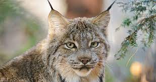 Coats from lynxes' fur are quite popular in russia. Protection Of Canada Lynx Animal Welfare Institute