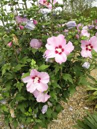 Image result for Hibiscus syriacus Violet Clair Double