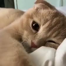 Waduh, cuma tes paketan lho, mungkin kuota sudah menipis tuh. Video I Want To Wake Up To This Funny Cat Images Video Memes Quotes For Cat Lovers Kucing Bayi Bayi Hewan Video Hewan Lucu