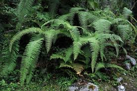 Image result for Gleicheniaceae