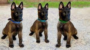 These Are 10 Best Small Watchdog Breeds Youtube