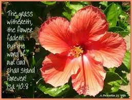 Isaiah 40 8 Christian Quotes Scriptures In The Beginning God Hibiscus