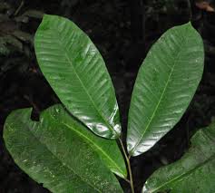 Image result for Pycnanthus