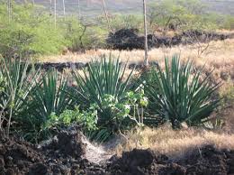 Image result for Agave sisalana