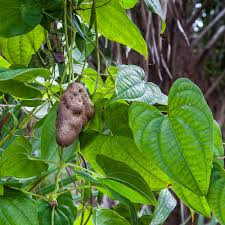 Image result for Scleria bulbifera