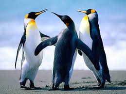 Discover and share cute penguin love quotes. I Love U Quotes Home Facebook