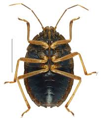 Image result for Pentanisia sykesii