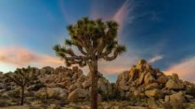 A Cultural History of Joshua Tree National Park — Drives and ...
