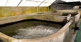 Meski sederhana hal ini cukup ampuh meredakan stres dan dapat menikmati kolam ikan di dalam rumah sambil berbincang, penggunaan batu alam dan dedaunan dapat kamu pilih akan menimbulkan kesan alam yang kuat di dalam rumah dan berikan unsur kayu kecil agar segar dipandang. Cara Membuat Kolam Ikan Hias Di Pekarangan Rumah Newsriau