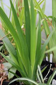 Image result for Neomarica northiana