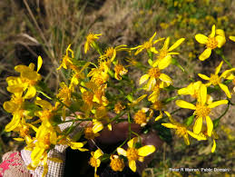 Image result for Senecio deltoideus