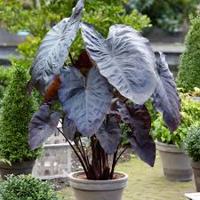Elephant ears (colocasia and alocasia) are tropical plants grown for their stunning, often enormous leaves, which can be lime green, variegated or nearly black. Pin On Beautiful Flowers Gardens